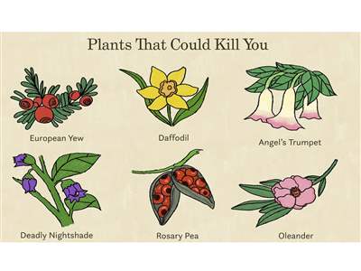 هر آنچه باید در مورد گیاهان سمی بدانید 