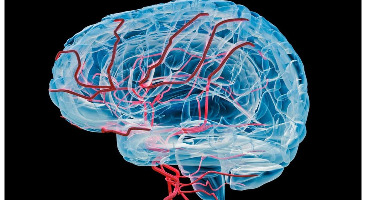 راهکارهایی برای افزایش جریان خون در مغز 