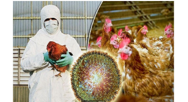 کدام افراد مستعد ابتلا به آنفلوآنزای مرغی H۷N۹ هستند؟ 