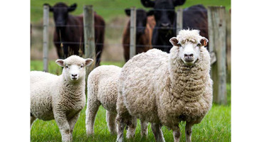 گاو و گوسفند هم کارت تردد می‌گیرند 
